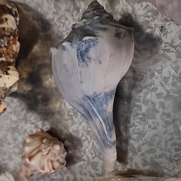 Shell Bundle Atlantic - Picture 6 of 9